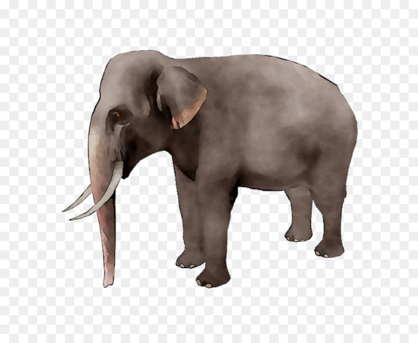 african elephant,elephant,stock photography,royaltyfree,asian elephant,tusk,desktop wallpaper,istock,download,vertebrate,elephants and mammoths,mammal,indian elephant,terrestrial animal,animal figure,snout,wildlife,png
