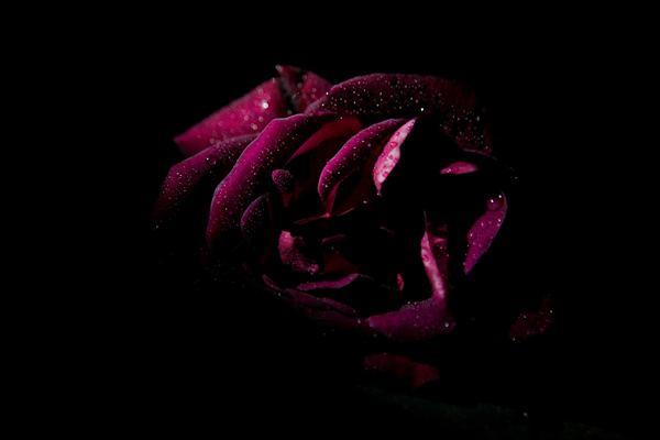 flore,flower,white,backgrounds_wallpaper,cloud,night,cloud,forest,fog,wallpaper,valentine,moody photography,dark romance,flower,red rose,moody photo,moody nature,moody,romantic,rose,free stock photos
