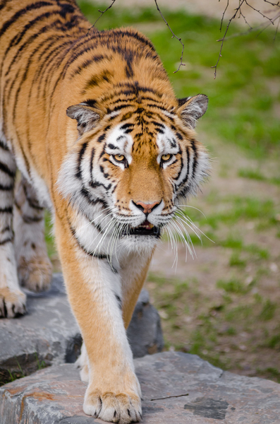 zoo,wildlife,wild cat,tiger,safari,big cat,animal