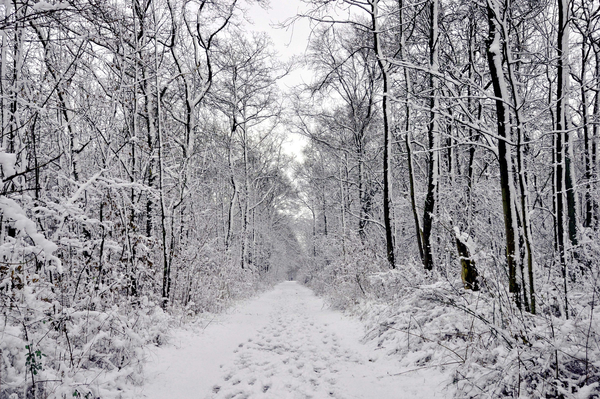 cc0,c1,winter forest,snow,free photos,royalty free