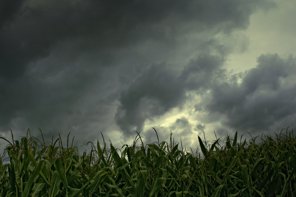 cc0,c1,cornfield,low angle shot,rain clouds,free photos,royalty free