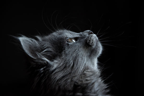gray,cat,looking,curious,pet,animal,feline,black,background,wallpaper,hd