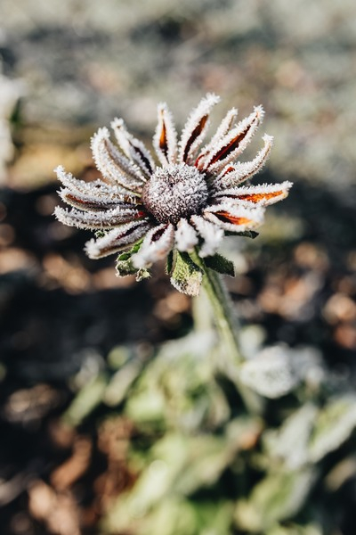 closeup,flower,flora,nature,frost,winter,ice,snow,close-up,botany,frozen