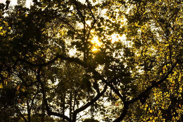 yellow,woods,trunk,trees,sunrays,sun,landscape,growth,foliage,flora,environment,branches,backlit