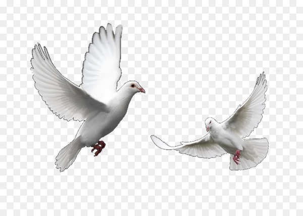 columbidae,domestic pigeon,bird,trash doves,release dove,doves as symbols,computer icons,funeral,rock dove,columbiformes,gull,pigeons and doves,beak,fauna,feather,wing,png