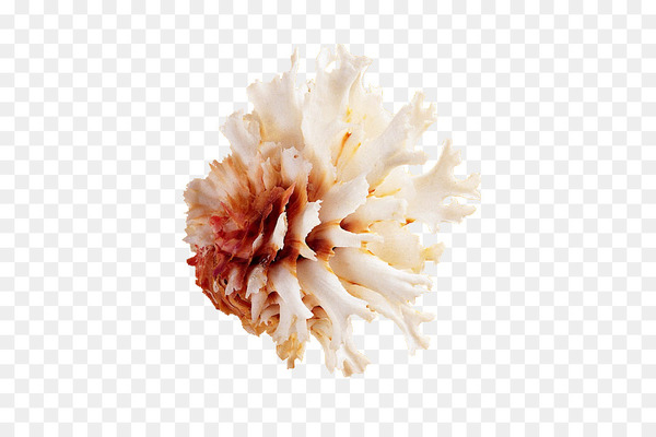 sea,seashell,download,beach,shellfish,graphic design,conch,ocean,sea snail,poster,encapsulated postscript,flower,cut flowers,petal,peony,png