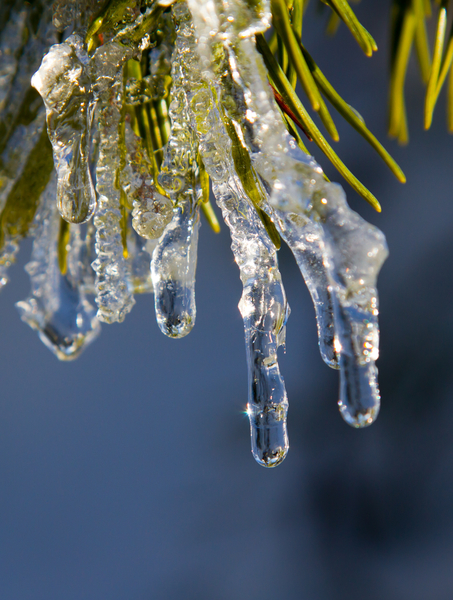 cc0,c1,ice,winter,frozen,icicle,plant,frost,black forest,nature,cold,free photos,royalty free