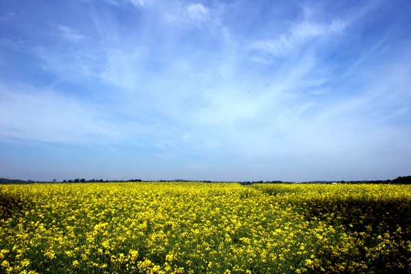 yellow,blue,flower,flowers,rape,rapeseed,landscape,wilderness,oilseed,tree,trees,countryside,nature
