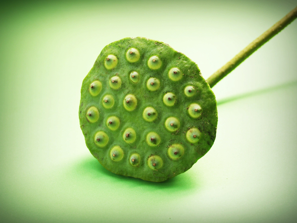cc0,c1,lotus,seed,flower,leaf,pod,indian,closeup,isolated,produce,aquatic,natural,agriculture,tropical,green,dessert,white,river,sweet,herbal,organic,waterlily,east,lake,asia,medicine,vegetable,macro,flora,round,up,care,group,close,plant,ingredient,seedpod,fruit,beautiful,background,fresh,water,nature,detail,lily,food,nut,botany,asian,freshness,free photos,royalty free