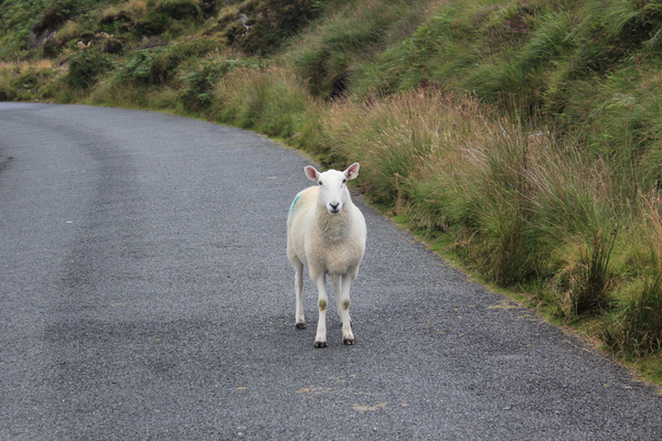 cc0,c1,sheep,ireland,wool,animal,free photos,royalty free