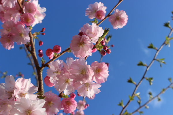 cc0,c1,cherry blossom,cherry blossoms,pink,spring,tree,cherry,aesthetic,branches,free photos,royalty free