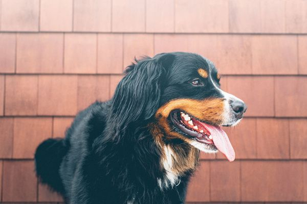nature,clothes,suits,plastic,hanging,shipping,commerce,sales,gordon setter,bernese mountain dog,dog,setter,sporting dog,hunting dog,canine,domestic animal,appenzeller
