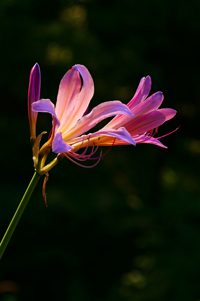 slily,surprise lily,magic lily,pink flamingo flower,resurrection lily,hurricane lily,spider lily,naked lily,bulb flower,bulb plant,summer blooming,fall blooming,flower images,pictures of flowers,stock images,flowers photos,flower image,beautiful flowers images,flower closeup,macro image