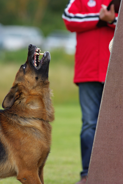 cc0,c1,german shepherd,dog,angry,guarding,competition,animal,free photos,royalty free