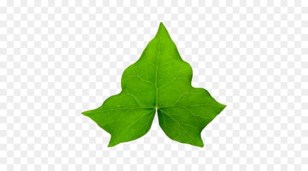 common ivy,hedera hibernica,leaf,vine,drawing,maple leaf,autumn leaf color,plant,ivy,green,png
