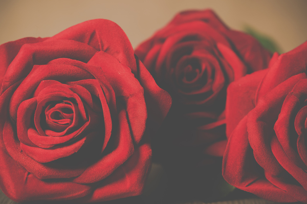 Valentine&#x27;s Day,three,red,rose,close-up,flower,green,petals,beautiful,flora,flowers,valentine