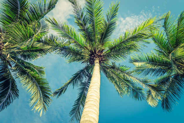 stylized,coast,paradise,filter,beautiful,tropical background,scenery,background white,background vintage,blue abstract,tree silhouette,sunset,palm,background blue,coconut,background abstract,trees,palm tree,white,silhouette,tropical,grunge,retro,sky,sea,beach,blue,nature,vintage background,summer,travel,abstract,tree,vintage,abstract background,background