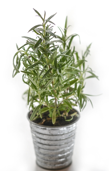 aromatic,blur,close-up,cluster,cure,flora,fresh,freshness,green,growth,herb,herbal,herbs,ingredient,leaves,medicine,natural,plant,rosemary,spice,thyme,tin pot,vegan,Free Stock Photo