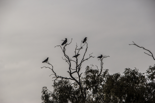 cc0,c1,crows,dark,tree,black,halloween,scary,bird,raven,clouds,horror,eye,spooky,moon,cemetery,darkness,sky,skull,fantasy,death,evil,red,gothic,mystery,cloudy,standing,animal,mysterious,full,mystical,wild,skeleton,old,haunted,holiday,symbol,cross,beak,creepy,nature,free photos,royalty free