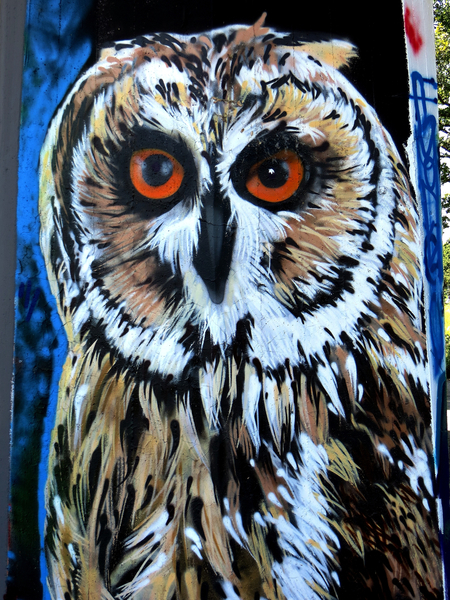 cc0,c1,graffiti,owl,bird,sprayer,urban,street art,wall painting,mural,art,animal,eyes,plumage,free photos,royalty free