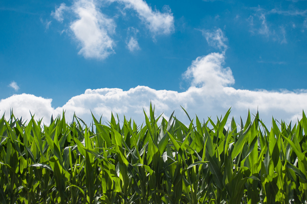 corn fields,farming,country,rural,green,sky,clouds