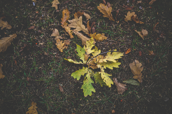 wood,tree,texture,picture frame,pattern,outdoors,oak,maple,leaves,leaf,ground,grass,gold,flora,fall,environment,dry,dirty,descending,decoration,colorful,color,autumn
