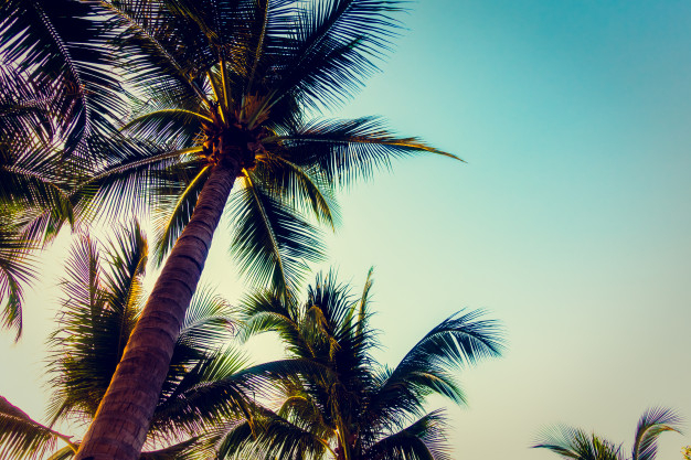 background,vintage,tree,travel,summer,nature,beach,sea,sun,sky,red,red background,landscape,tropical,silhouette,palm tree,ocean,trees,nature background,palm