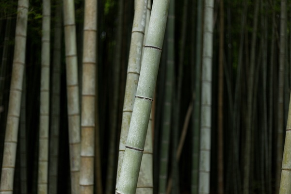 bamboo,tree,nature,plant