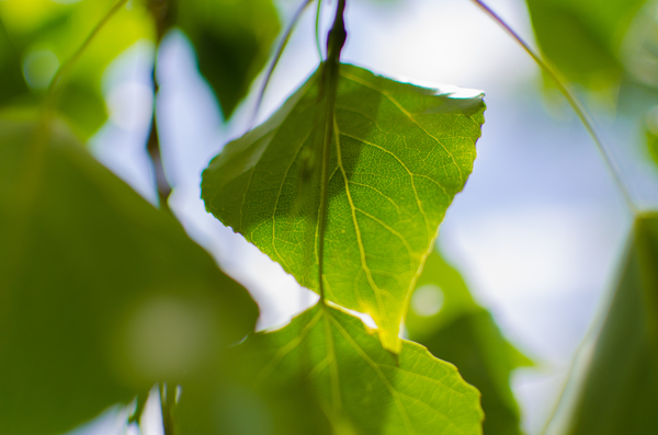 macro,leaves,green,close-up
