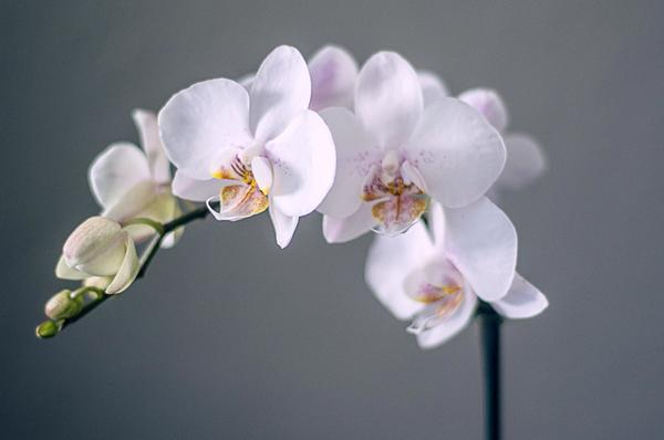 flowers,flower,orchids,orchid