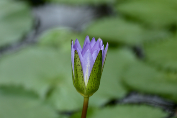 cc0,c1,water plant,water lily,flower,plant,free photos,royalty free