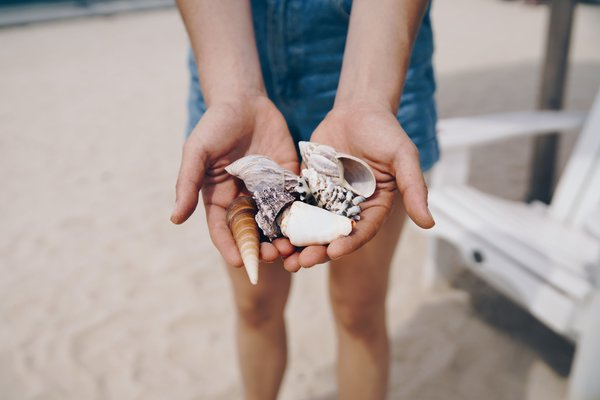  hs,beach,summer,shells, seashells