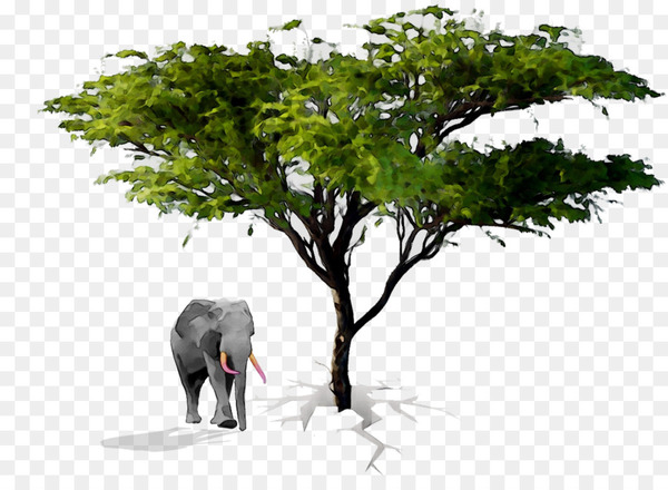 indian elephant,african elephant,elephant,terrestrial animal,curtiss c46 commando,animal,tree,wildlife,woody plant,plant,organism,adaptation,branch,elephants and mammoths,png