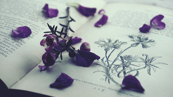 book,close-up,colors,lavender color,lilac,open book,paper,petals,purple,purple flowers,violet
