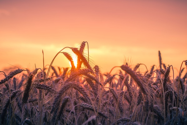 abendstimmung,agriculture,back light,cereal,close-up,crop,dawn,evening sun,farm,farmland,field,growth,harvest,landscape,nature,outdoors,rural,rye,seed,straw,summer,sun,sunlight,sunset,wheat,wheat field,Free Stock Photo