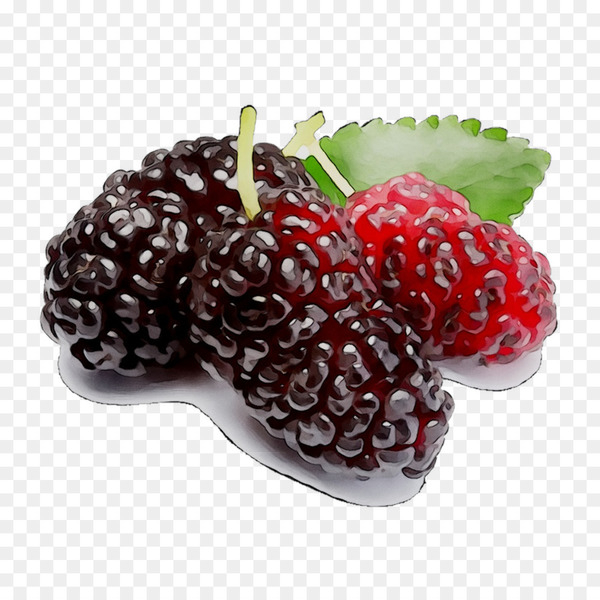 boysenberry,black mulberry,white mulberry,fruit,raspberry,red mulberry,strawberry,berries,blackberry,loganberry,accessory fruit,food,tayberry,mulberry,berry,frutti di bosco,natural foods,plant,superfood,superfruit,strawberries,rubus,seedless fruit,mulberry family,west indian raspberry,png