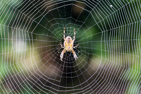 cc0,c1,spider,web,spider web,nature,insect,arachnid,spider-web,arachnophobia,outdoors,wildlife,fear,free photos,royalty free