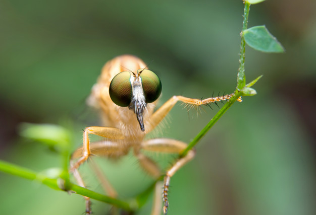 robber,antenna,wild,insect,outdoor,fly,brown,wing,park,garden,animal,nature,green,leaf,pattern