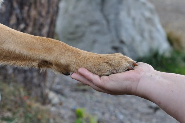 dog images,hand