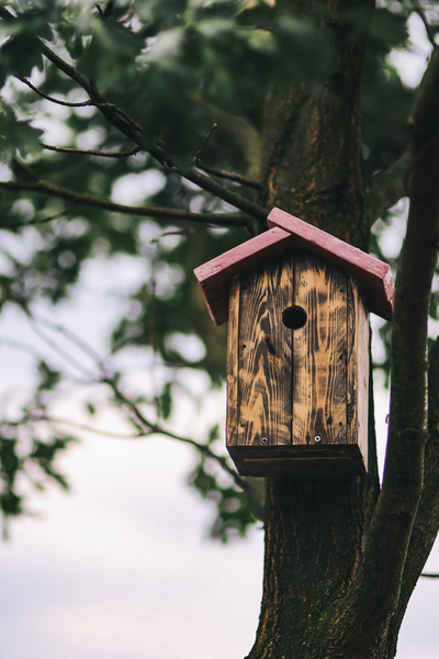 bird,birdhouse,tree,box,wooden,wood