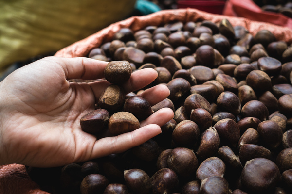 chestnuts,close up,hands,nuts