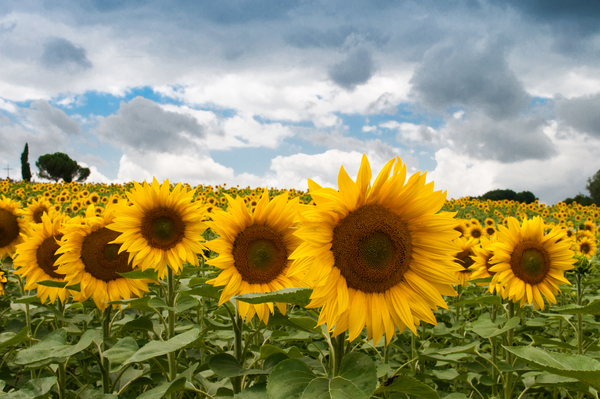 sunflowers,garden,fields,yellow,sky,clouds