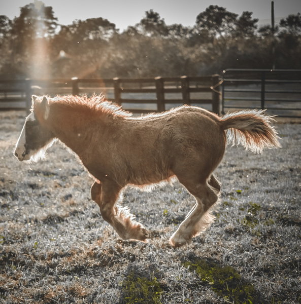 animal,cavalry,daylight,equestrian,equine,farm,fence,field,grass,horse,livestock,mammal,mane,outdoors,pony,stallion