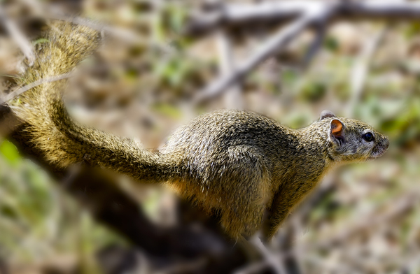 wood,tree,traveling,tail,squirrel,safari,rodent,park,outdoors,nature,mammal,looking,little,furry,fur,fox squirrel,daylight,cute,close-up,animal
