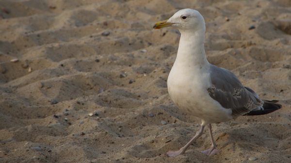 cc0,c1,seagull,beach,bird,coast,gull,animal,bill,sand beach,free photos,royalty free