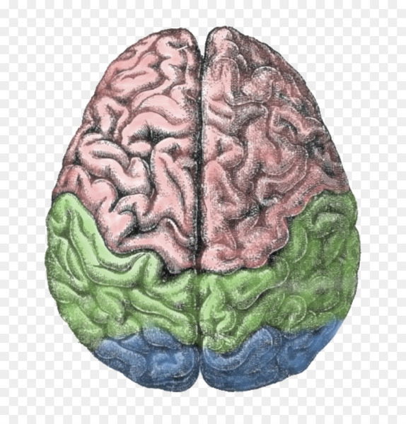 structure,of,human,brain,lateralization,function,png
