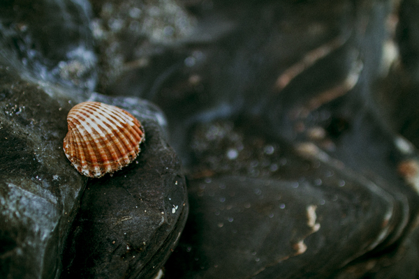 water,summer,still life,shellfish,shell,seashell,rocks,photography,photographer,outdoors,colors,close-up,blur