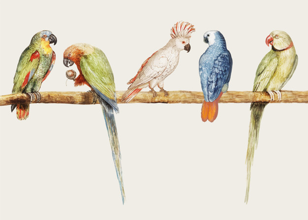 gray red tailed parrot,grey parrot,moluccan,moluccan cockatoo,salmon crested cockatoo,perched,tailed,crested,ornithology,avian,cockatoo,beak,fauna,plumage,flock,domestic,isolated,variety,tail,artwork,wildlife,arts,salmon,wild,decor,portrait,antique,feathers,parrot,branch,grey,gray,group,decorative,illustration,drawing,pet,wings,feather,colorful,art,cute,retro,red,animal,bird,blue,green,tree,vintage,poster