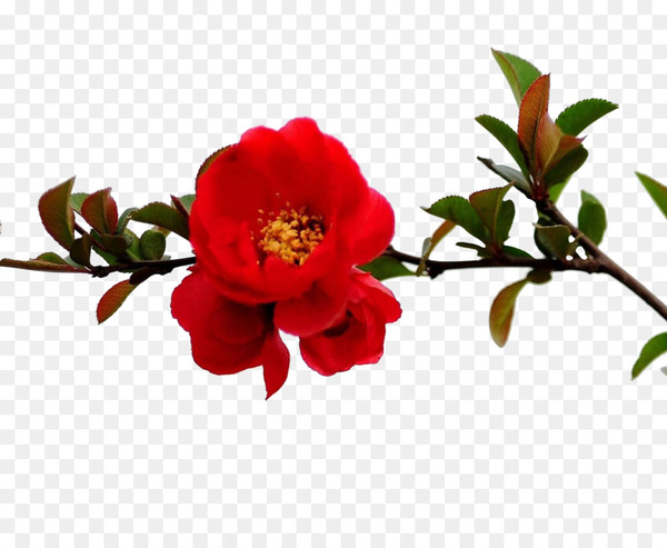 pomegranate,flower,tree,red,branch,plant,leaf,flowering plant,petal,rose family,cut flowers,flower arranging,floral design,floristry,png
