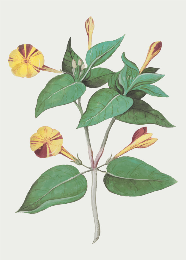 persica,rosebush,eye of the tiger,persian rose,rosa persica,roseleaved rosebush,roseleaved,houseplant,cultivation,illustrated,blooming,sketching,fine art,engraved,fine,bloom,stem,artwork,persian,arts,petals,petal,rosa,flora,antique,beautiful,blossom,botanical,element,branch,old,painting,environment,tiger,illustration,drawing,ink,decoration,sketch,yellow,pencil,graphic,eye,leaves,spring,art,rose,retro,nature,floral,vintage,poster,flower